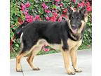 Kodiak von Nievern German Shepherd Dog Young Male