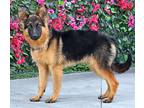 Jax von Kierspe German Shepherd Dog Puppy Male