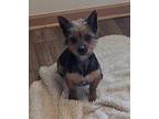 Sabastian Australian Terrier Adult Male