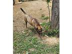 Tigger Plott Hound Young Male