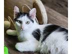 Willow Domestic Mediumhair Young Female
