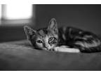 Patti (Fostered in Lincoln, NE) Domestic Shorthair Kitten Female