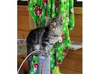 Max Domestic Mediumhair Kitten Male