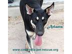 Atlanta Shepherd (Unknown Type) Puppy Female