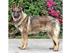 Patrick von Pilsner German Shepherd Dog Young Male