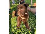 (bw) Margaret (beige) Mixed Breed (Medium) Puppy Female