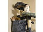 TASHI Domestic Shorthair Kitten Female