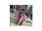 Adopt Misty a Domestic Short Hair