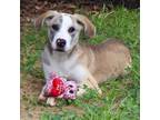 Adopt Winter a Siberian Husky, Mixed Breed