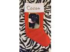 Adopt Cocoa a Labrador Retriever