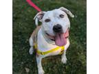 Adopt China a Pit Bull Terrier