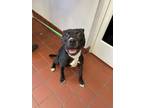 Adopt Harli a Pit Bull Terrier