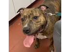 Adopt Darla a Staffordshire Bull Terrier
