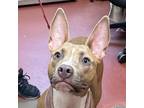 Adopt Princess a Pharaoh Hound, Shepherd