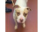 Adopt Reese Cup a Pit Bull Terrier
