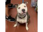 Adopt Xena a Pit Bull Terrier