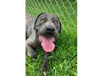 Adopt Vesta a Cane Corso, Mastiff