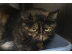 Adopt Tater a Tortoiseshell, Domestic Short Hair