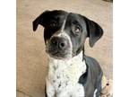 Adopt Naomi a Mixed Breed