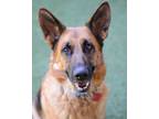Adopt Leila a German Shepherd Dog