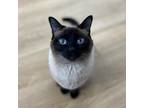Adopt Feona a Siamese