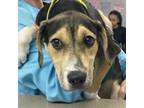 Adopt Izzi a Foxhound, Mixed Breed