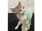 Adopt Baby Ruth a Domestic Short Hair