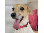 Adopt Jacie a Jack Russell Terrier