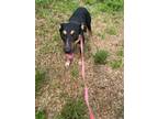 Adopt Mabel a Terrier