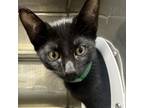 Adopt Shadow a American Shorthair