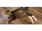 Adopt Beech a Domestic Short Hair, American Bobtail