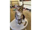 Adopt Spruce a Domestic Short Hair, Tabby