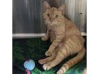 Adopt Ruby a Domestic Short Hair