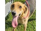 Adopt Pinkie a Hound