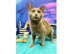 Adopt Indigo a Domestic Short Hair