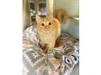 Adopt Century a Domestic Medium Hair