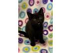 Adopt Rae a Domestic Short Hair