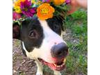 Adopt Pookie a Pit Bull Terrier, Mixed Breed