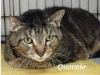 Adopt Queenie a Domestic Short Hair