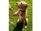 Adopt Bridget a Terrier, Standard Poodle