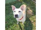 Adopt CoCo a Husky, Mixed Breed