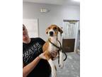 Adopt Beatrice a Treeing Walker Coonhound, Beagle