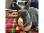 Adopt Stella a Dutch