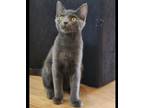 Adopt Bella a American Shorthair