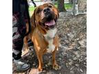 Adopt Koa a Cane Corso, Beagle