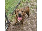 Adopt Delta a Cane Corso, Beagle
