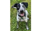 Adopt Snoopy a Cattle Dog, Australian Cattle Dog / Blue Heeler