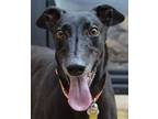 Adopt Sharni a Greyhound