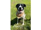 Adopt Darcy 123517 a Pit Bull Terrier, Mixed Breed