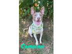 Adopt Cameron 123954 a Labrador Retriever, Mixed Breed